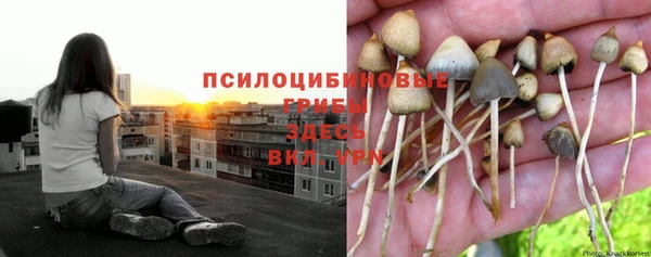 стаф Гусь-Хрустальный